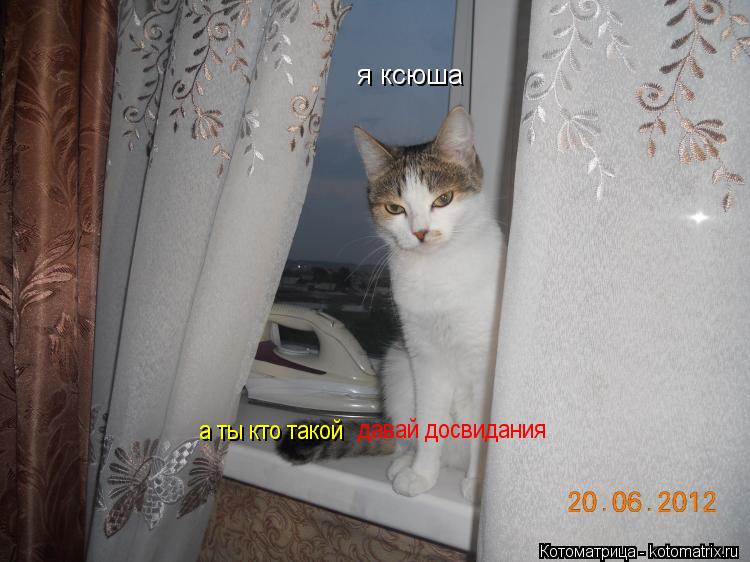 Котоматрица: я ксюша а ты кто такой давай досвидания