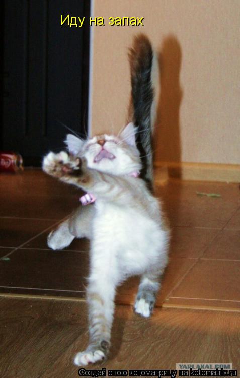 Котоматрица: Иду на запах