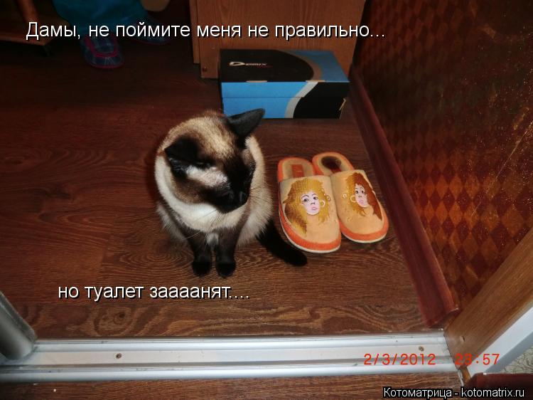 Котоматрица: Дамы, не поймите меня не правильно... но туалет заааанят....