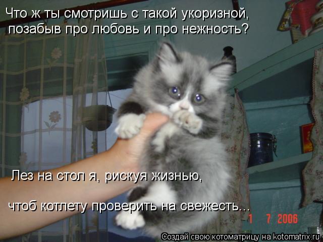 Котоматрица: Что ж ты смотришь с такой укоризной, Лез на стол я, рискуя жизнью,  чтоб котлету проверить на свежесть... позабыв про любовь и про нежность?