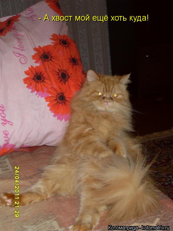 Котоматрица: - А хвост мой ещё хоть куда!