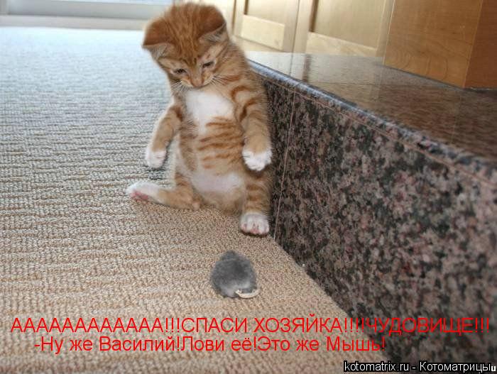 Котоматрица: АААААААААААА!!!СПАСИ ХОЗЯЙКА!!!!ЧУДОВИЩЕ!!! -Ну же Василий!Лови её!Это же Мышь!