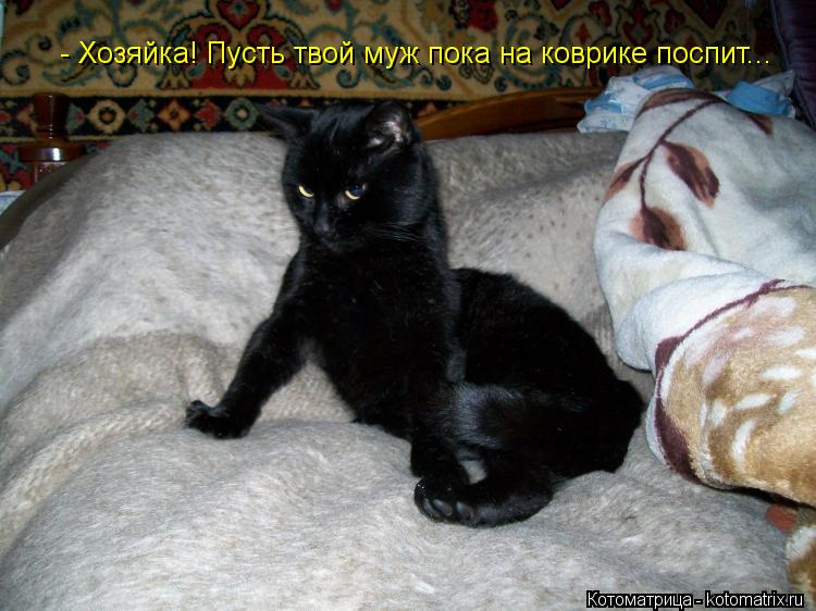 Котоматрица: - Хозяйка! Пусть твой муж пока на коврике поспит...