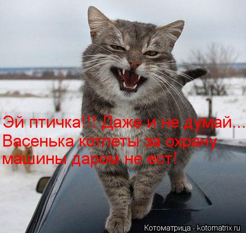 Котоматрица: Эй птичка!!! Даже и не думай... Васенька котлеты за охрану машины даром не ест!