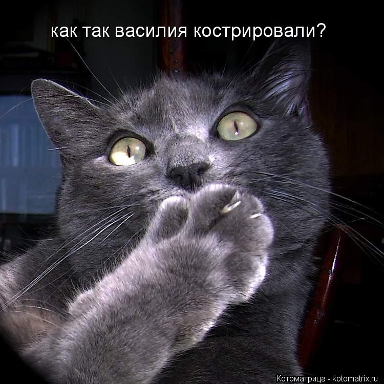 Котоматрица: как так василия кострировали?