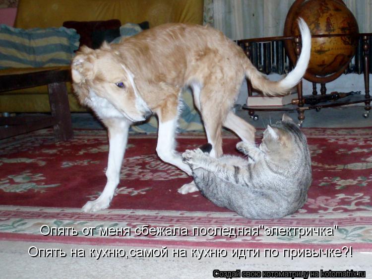 Котоматрица: Опять от меня сбежала последняя"электричка" Опять на кухню,самой на кухню идти по привычке?!