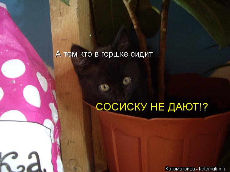Котоматрица: А тем кто в горшке сидит СОСИСКУ НЕ ДАЮТ!?