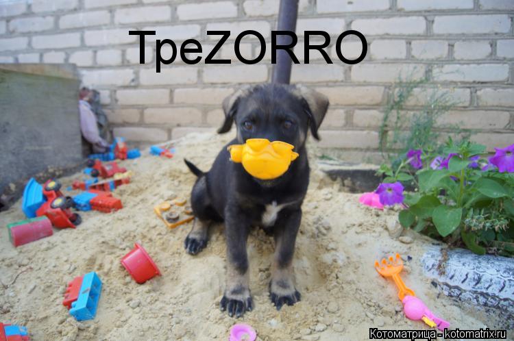 Котоматрица: ТреZORRO