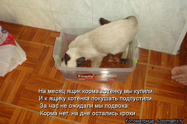 Котоматрица: И к ящику котёнка покушать подпустили. На месяц ящик корма котёнку мы купили, За час не ожидали мы подвоха: Корма нет, на дне остались крохи