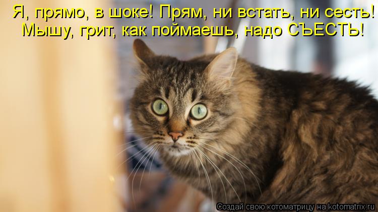 Котоматрица: Я, прямо, в шоке! Прям, ни встать, ни сесть! Мышу, грит, как поймаешь, надо СЪЕСТЬ!