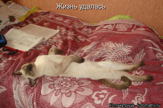 Жизнь удалась... Котоматрица: Жизнь удалась