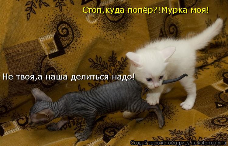 Стоп,куда попёр?!Мурка моя! Не твоя,а наша делиться надо!... Котоматрица: Стоп,куда попёр?!Мурка моя! Не твоя,а наша делиться надо!