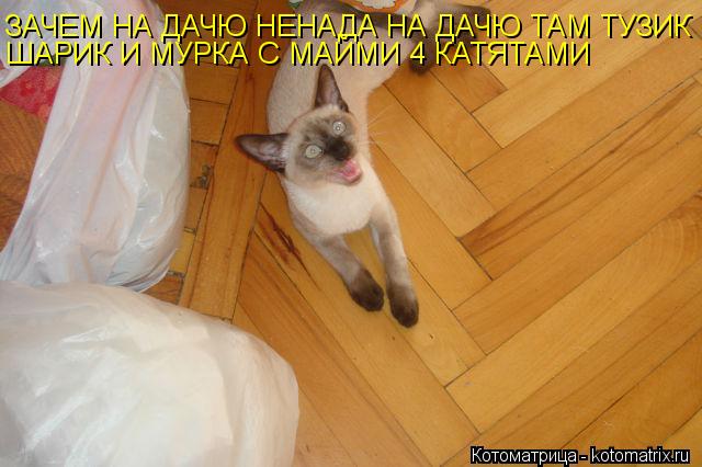 Котоматрица: ЗАЧЕМ НА ДАЧЮ НЕНАДА НА ДАЧЮ ТАМ ТУЗИК ШАРИК И МУРКА С МАЙМИ 4 КАТЯТАМИ