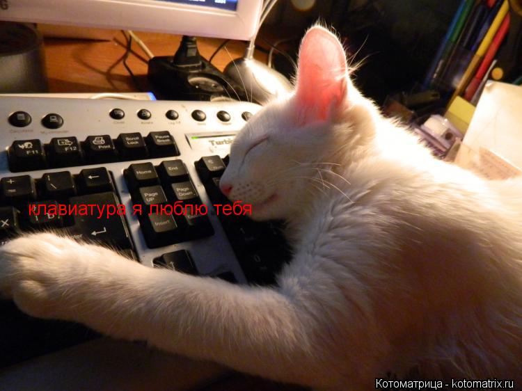 Котоматрица: клавиатура я люблю тебя