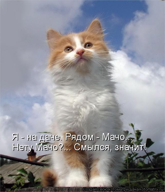 Котоматрица: Нету Мачо?... Смылся, значит! Я - на даче. Рядом - Мачо...