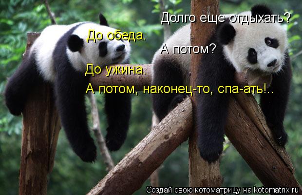 Котоматрица: Долго еще отдыхать? До обеда. А потом? До ужина. А потом, наконец-то, спа-ать!..