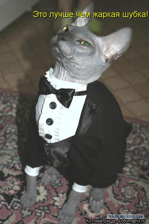 Котоматрица: Это лучше,чем жаркая шубка!