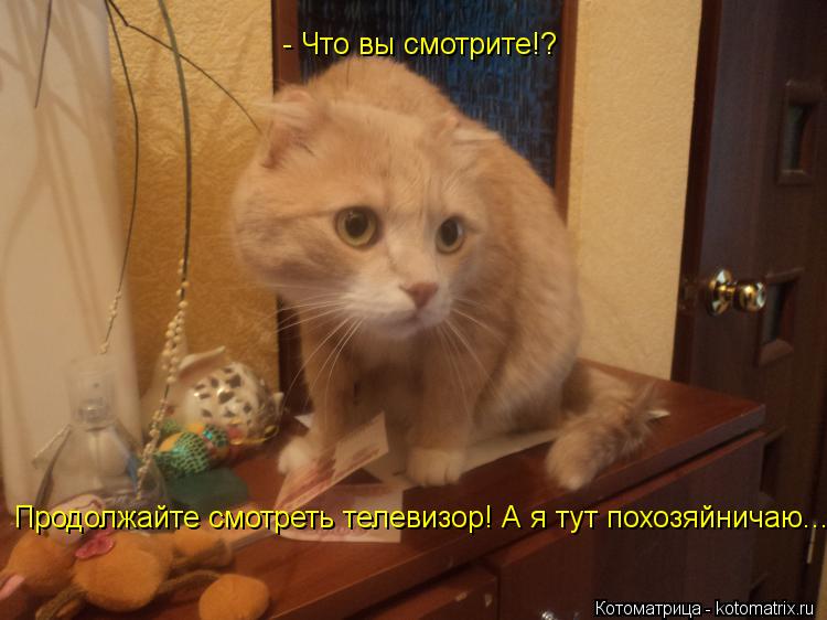 Котоматрица: - Что вы смотрите!?  Продолжайте смотреть телевизор! А я тут похозяйничаю...