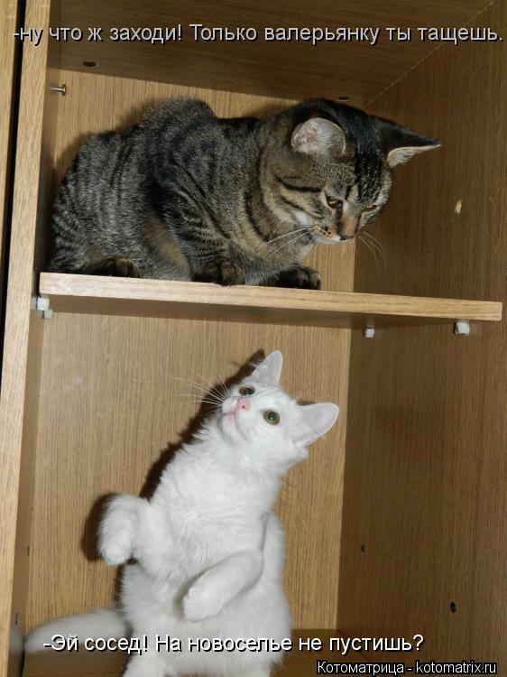 Котоматрица: -ну что ж заходи! Только валерьянку ты тащешь. -Эй сосед! На новоселье не пустишь?