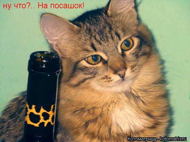 Котоматрица: ну что?.. На посашок!
