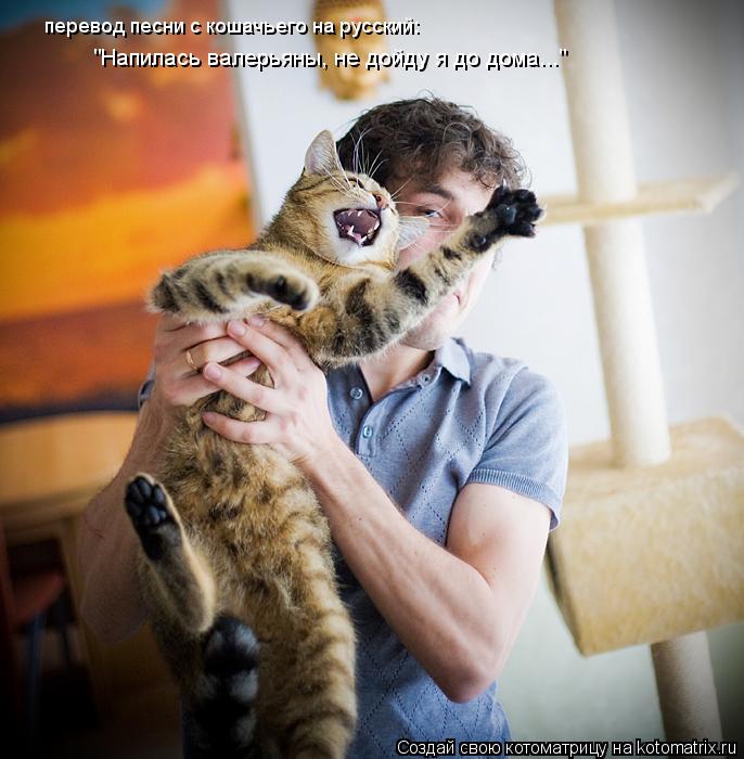 Котоматрица: перевод песни с кошачьего на русский: "Напилась валерьяны, не дойду я до дома..."