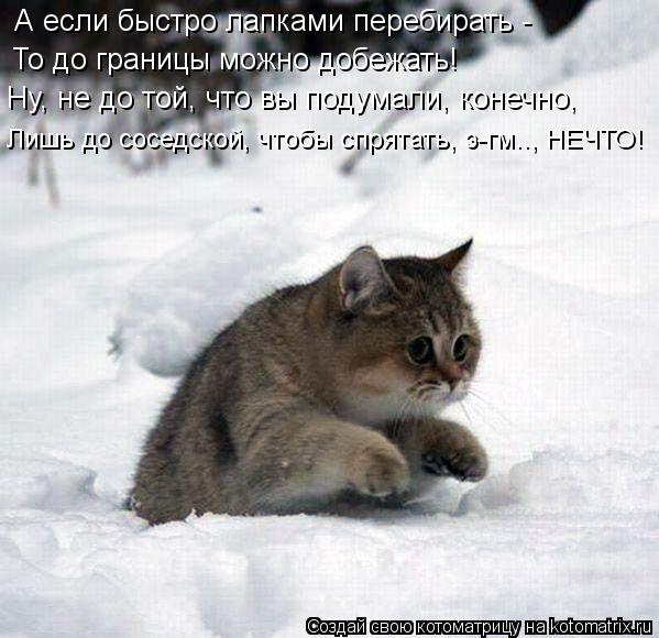 Котоматрица: А если быстро лапками перебирать - То до границы можно добежать! Ну, не до той, что вы подумали, конечно, Лишь до соседской, чтобы спрятать, э-г