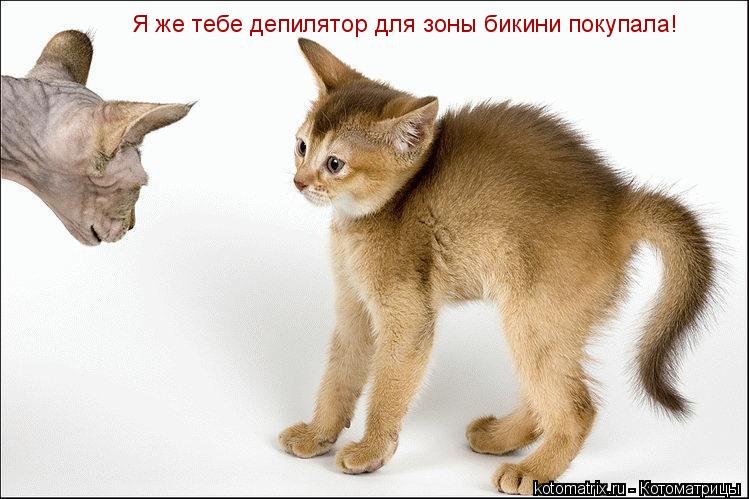 Я же тебе депилятор для зоны бикини покупала!... Котоматрица: Я же тебе депилятор для зоны бикини покупала!