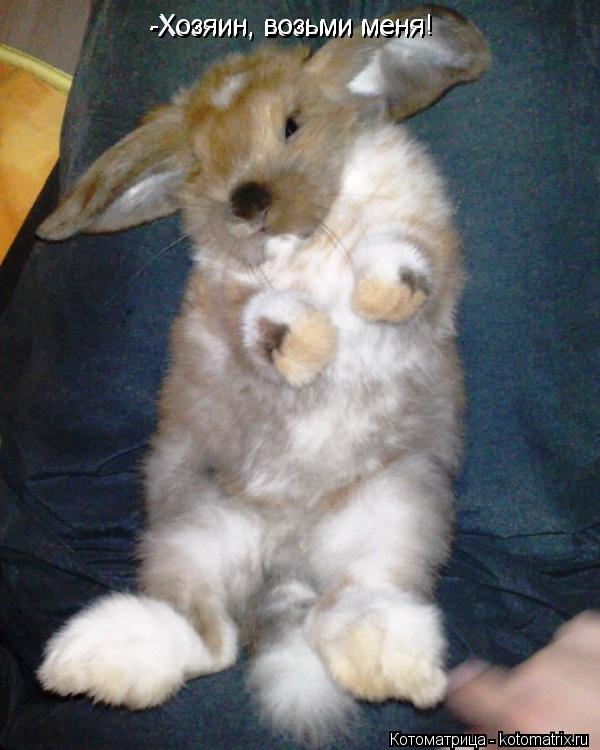 Котоматрица: -Хозяин, возьми меня -Хозяин, возьми меня!