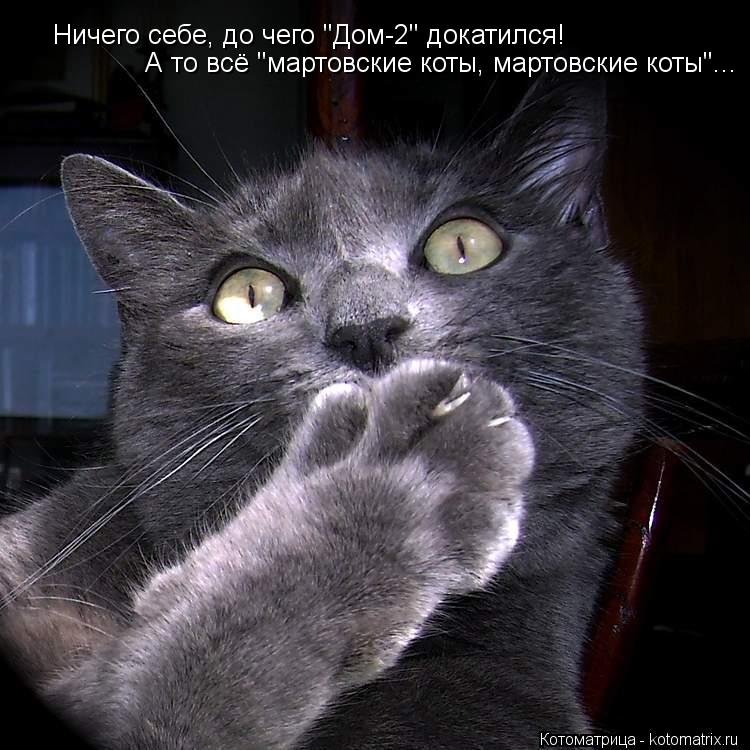 Котоматрица: Ничего себе, до чего "Дом-2" докатился! А то всё "мартовские коты, мартовские коты"...