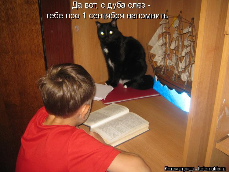 Котоматрица: Да вот, с дуба слез -  тебе про 1 сентября напомнить