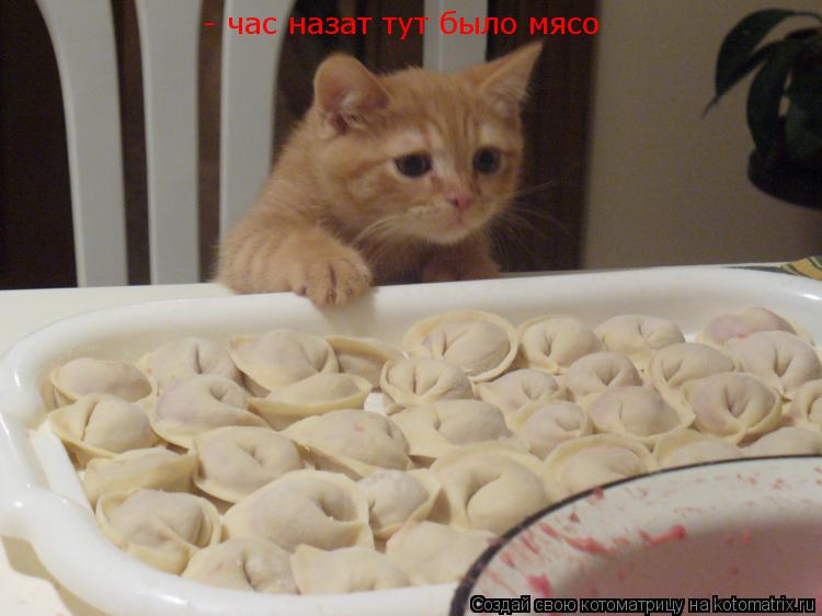 Котоматрица: - час назат тут было мясо