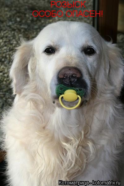 Котоматрица: РОЗЫСК ОСОБО ОПАСЕН!
