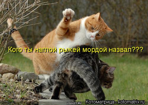 Котоматрица: Кого ты наглой рыжей мордой назвал???