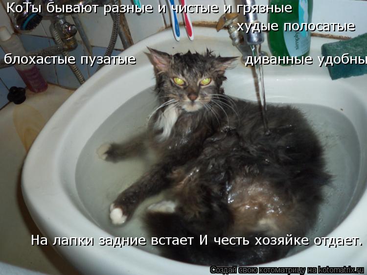 Котоматрица: КоТы бывают разные и чистые и грязные худые полосатые блохастые пузатые диванные удобные На лапки задние встает И честь хозяйке отдает.