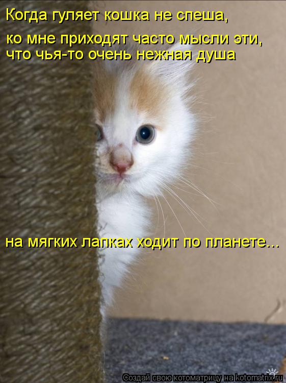 Котоматрица: Когда гуляет кошка не спеша,  ко мне приходят часто мысли эти,  что чья-то очень нежная душа на мягких лапках ходит по планете...