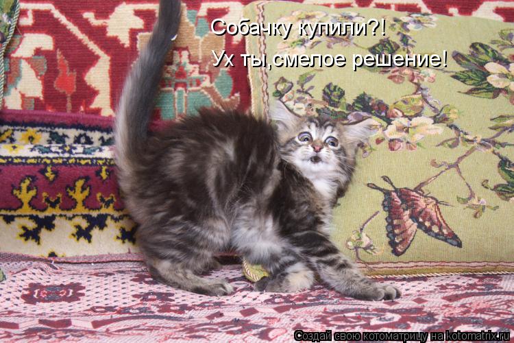 Котоматрица: Собачку купили?! Ух ты,смелое решение!
