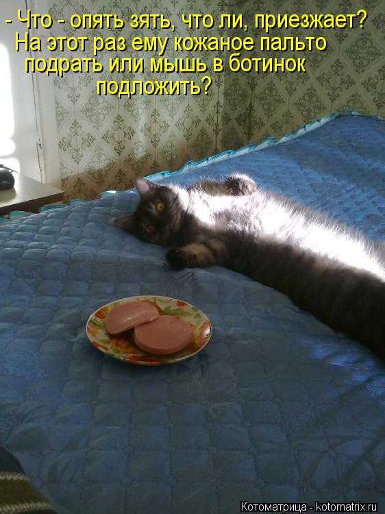 Котоматрица: - Что - опять зять, что ли, приезжает?  На этот раз ему кожаное пальто подрать или мышь в ботинок  подложить?