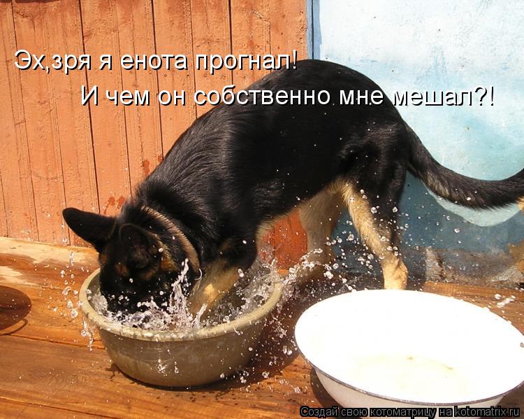 Котоматрица: Эх,зря я енота прогнал! И чем он собственно мне мешал?!