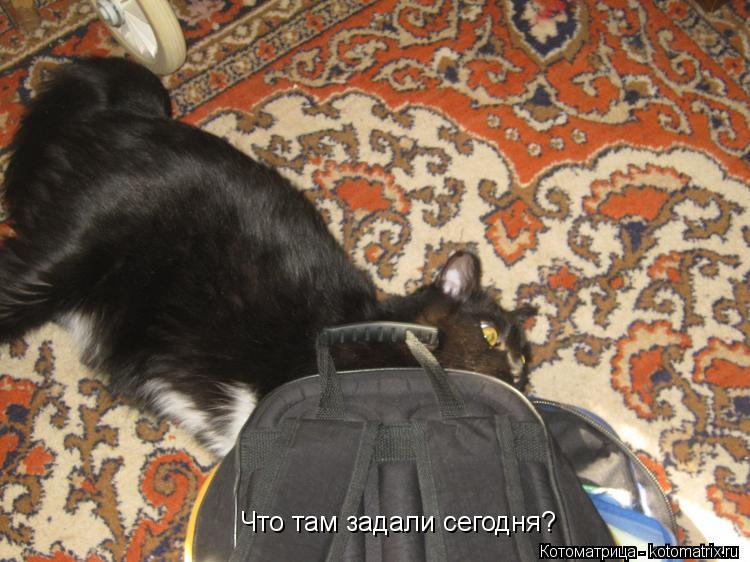 Что там задали сегодня?... Котоматрица: Что там задали сегодня?