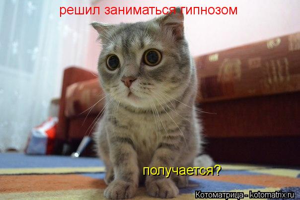 Котоматрица: решил заниматься гипнозом получается?
