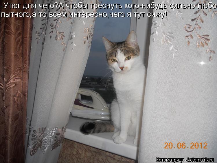 Котоматрица: -Утюг для чего?А чтобы треснуть кого-нибудь сильно любо- пытного,а то всем интересно,чего я тут сижу!