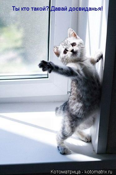 Котоматрица: Ты кто такой? Давай досвиданья!