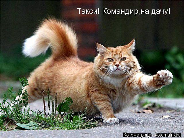 Котоматрица: Такси! Командир,на дачу!