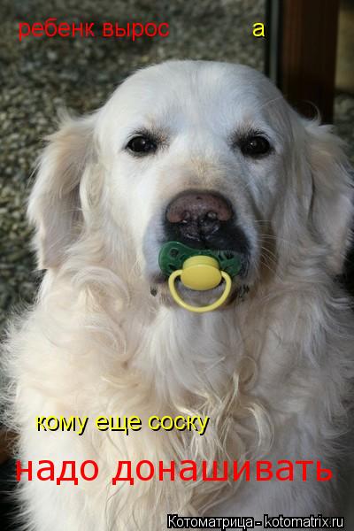 ребенк вырос а кому еще соску надо донашивать... Котоматрица: ребенк вырос а кому еще соску надо донашивать