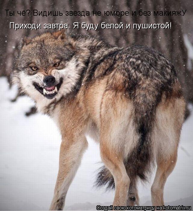 Ты чё? Видишь звезда не юморе и без макияжУ Приходи завтра. Я буду белой и пушистой!... Котоматрица: Ты чё? Видишь звезда не юморе и без макияжУ Приходи завтра. Я буду белой и пушистой!