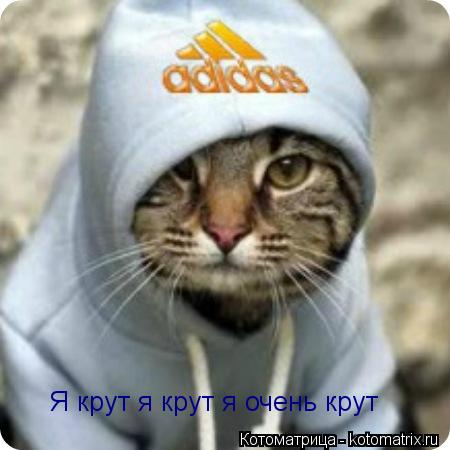Я крут я крут я очень крут... Котоматрица: Я крут я крут я очень крут