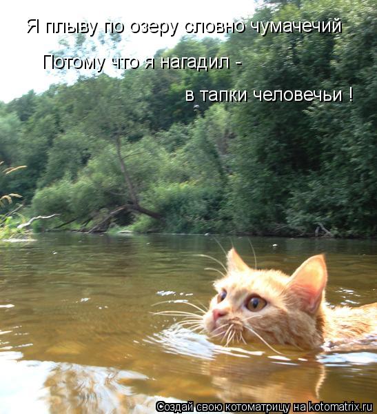 Котоматрица: Я плыву по озеру словно чумачечий     Я плыву по озеру словно чумачечий     Потому что я нагадил - в тапки человечьи !