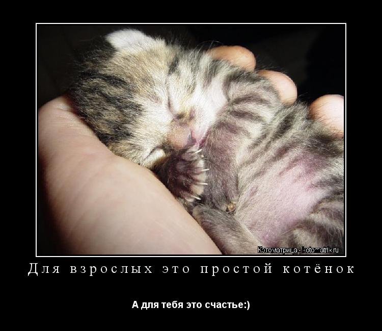 Для взрослых это простой котёнок А для тебя это счастье:)... Котоматрица: Для взрослых это простой котёнок А для тебя это счастье:)
