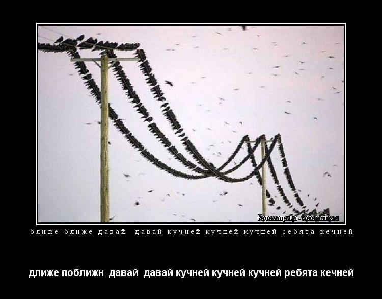 Котоматрица: ближе ближе давай  давай кучней кучней кучней ребята кечней длиже поближн  давай  давай кучней кучней кучней ребята кечней
