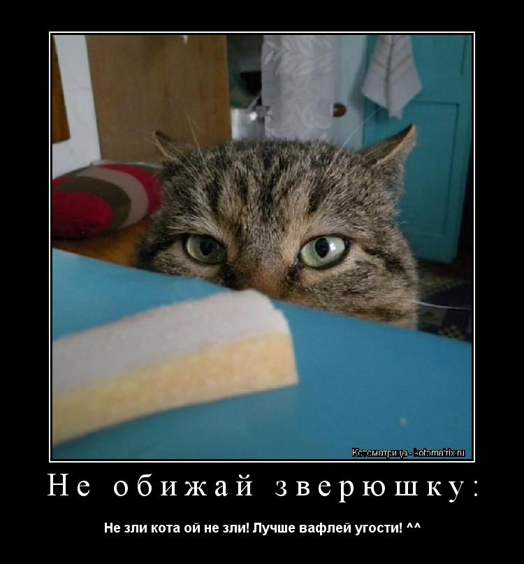 Котоматрица: Не обижай зверюшку: Не зли кота ой не зли! Лучше вафлей угости! ^^